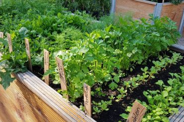 Garten für Selbstversorger