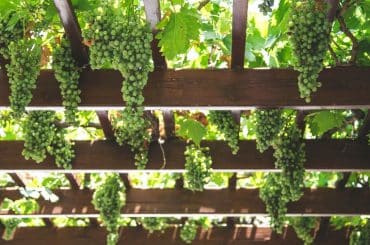 Der perfekte Wein für deine Pergola