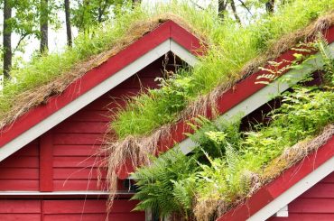 Dachbegrünung für Gartensauna, Garage & Co. Das musst du wissen!