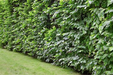 Die perfekte Hecke Planung, Kauf und Pflege