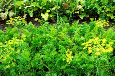 6 typische Fehler bei der Anlage eines Gemüsebeets