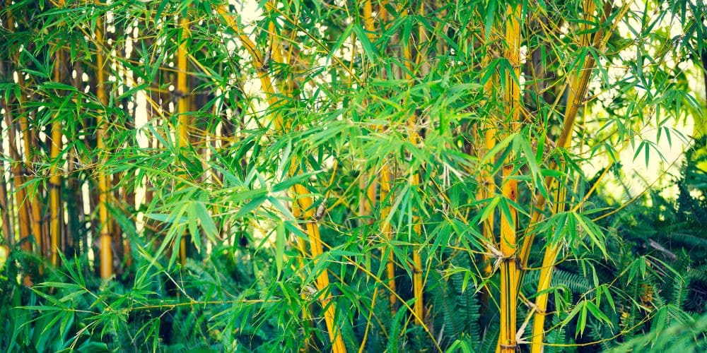 Bambus zur Dekoration im Garten