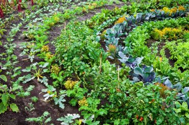 Das perfekte Gemüsebeet So bereitest du es vor