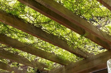 Kletterpflanzen für deine Pergola