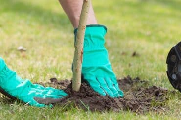 Tipps um einen Baum im Garten zu pflanzen