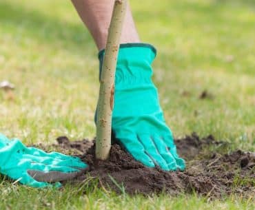 Tipps um einen Baum im Garten zu pflanzen