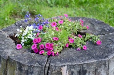 In 4 Schritten aus einem Baumstumpf einen originellen Pflanzentopf machen