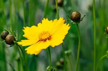 10 strahlend gelbe Blumen für den Garten