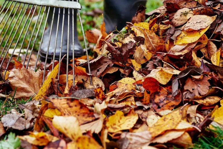 Laub im Garten: Clevere Tipps für die Beseitigung und Wiederverwendung